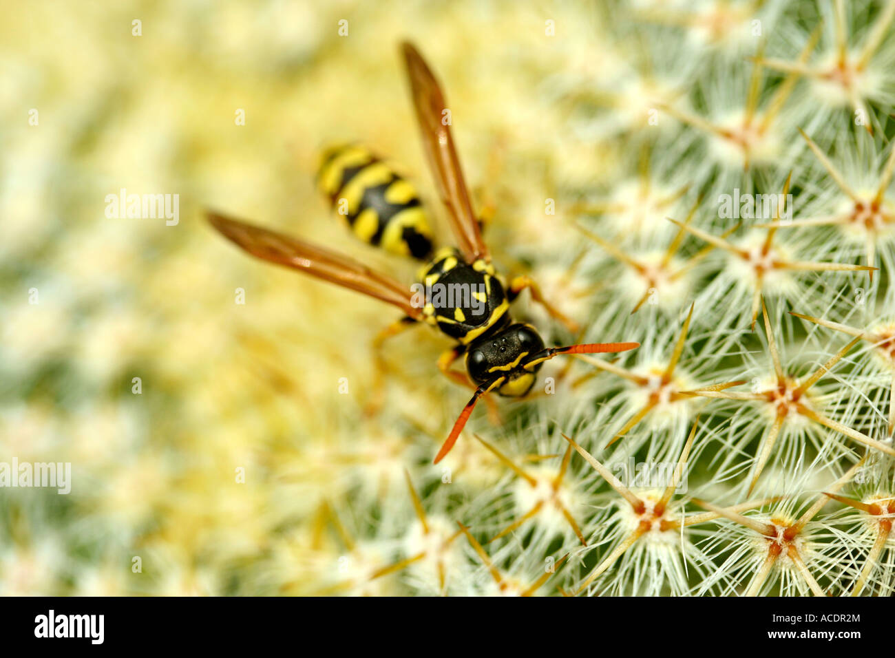 Paper wasp (Polistes gallicus) Stock Photo