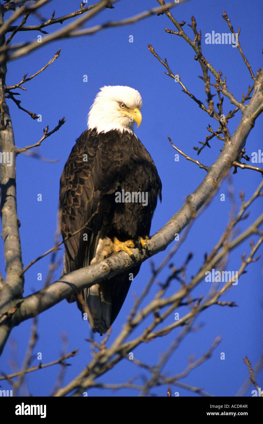 Bald eagle,  British Columbia Canada North America Stock Photo