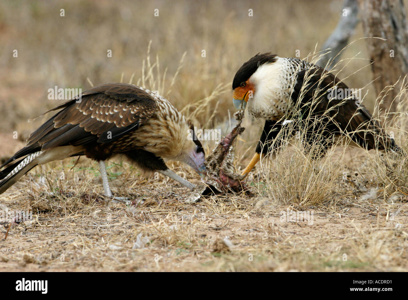 Image showcasing Feeding snake hi-res stock photography and images - Alamy