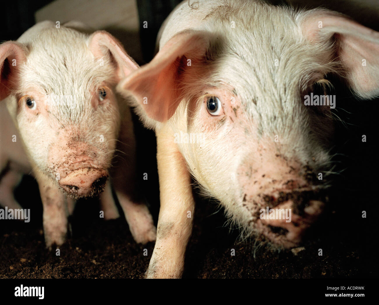 Two dirty pigs Stock Photo Alamy