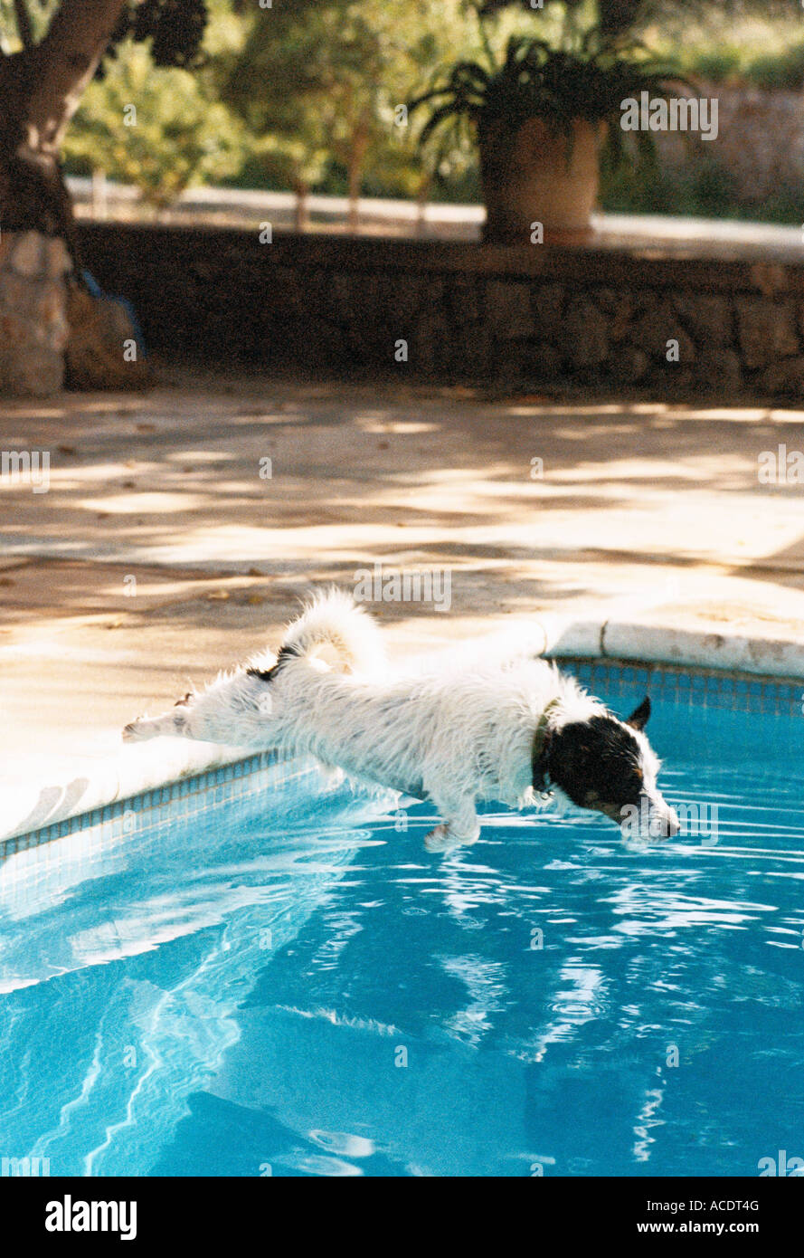 A dog jumping into a pool Stock Photo Alamy