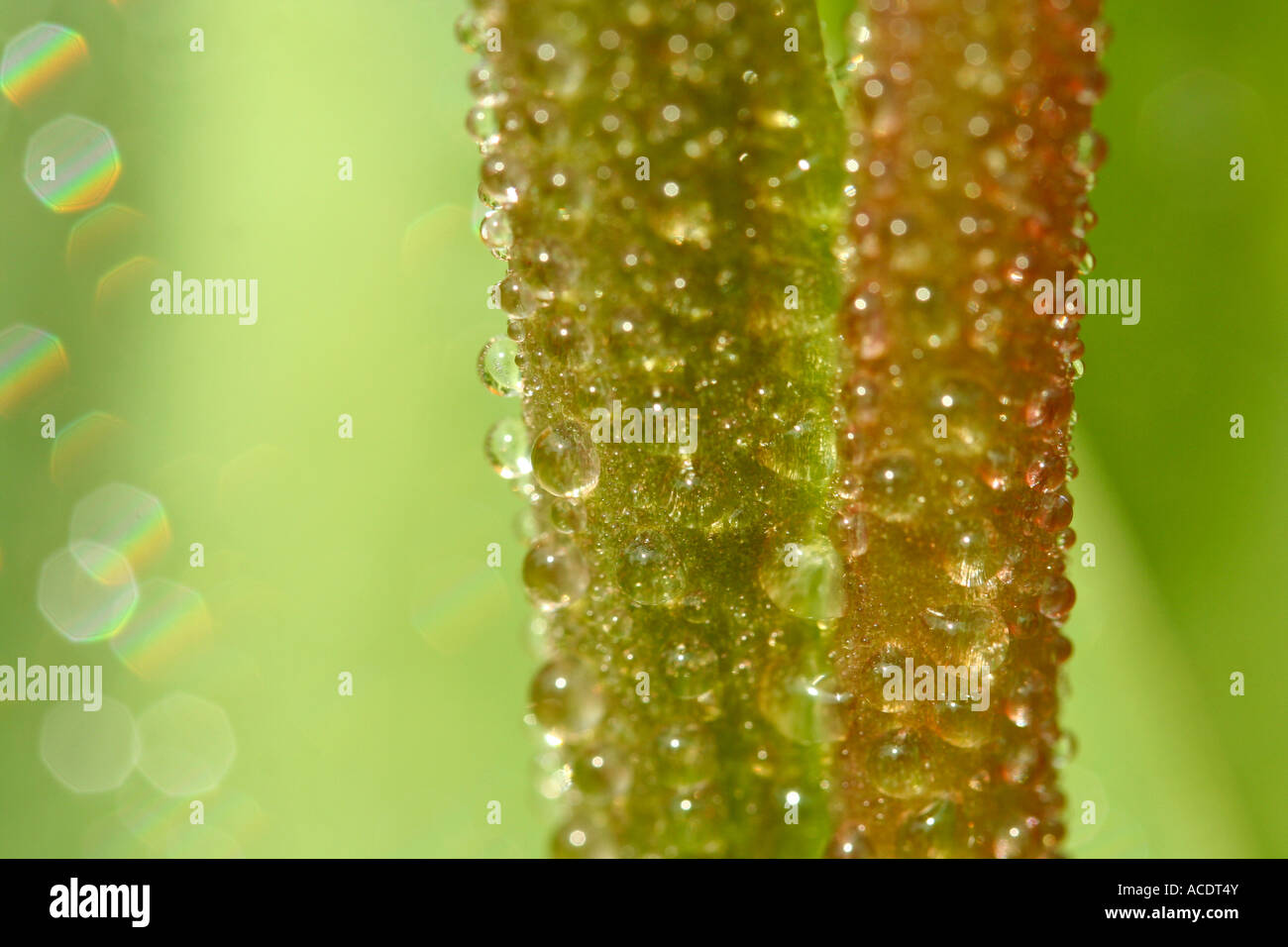Stem with droplets Stock Photo - Alamy