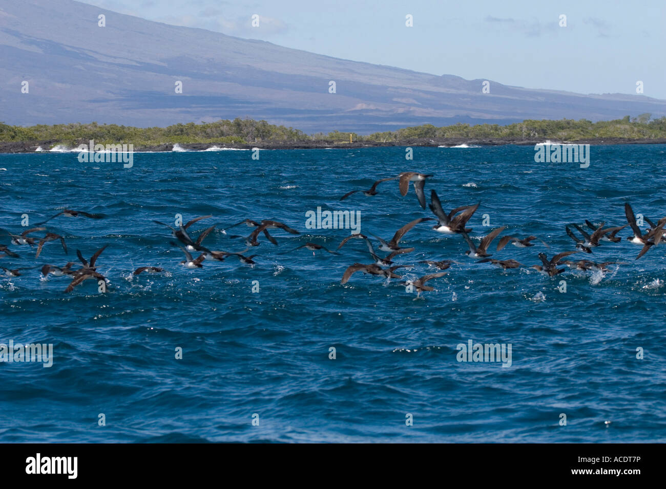 flock of Audubon s Shearwaters taking off from the sea Galapagos islands Stock Photo