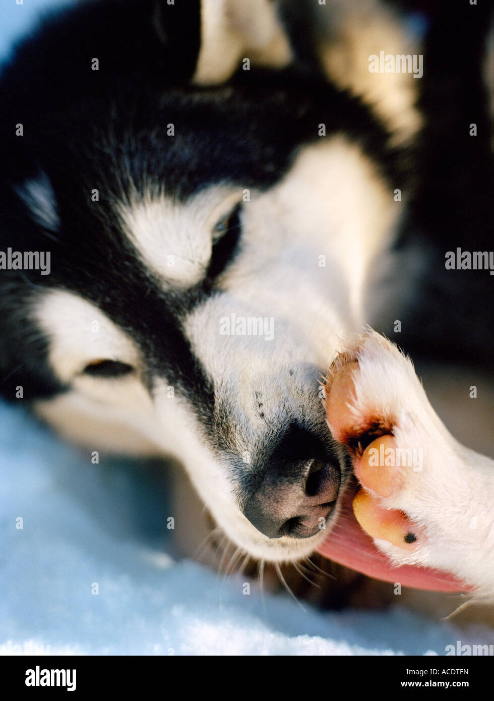 A dog licking its paw closeup Stock Photo Alamy