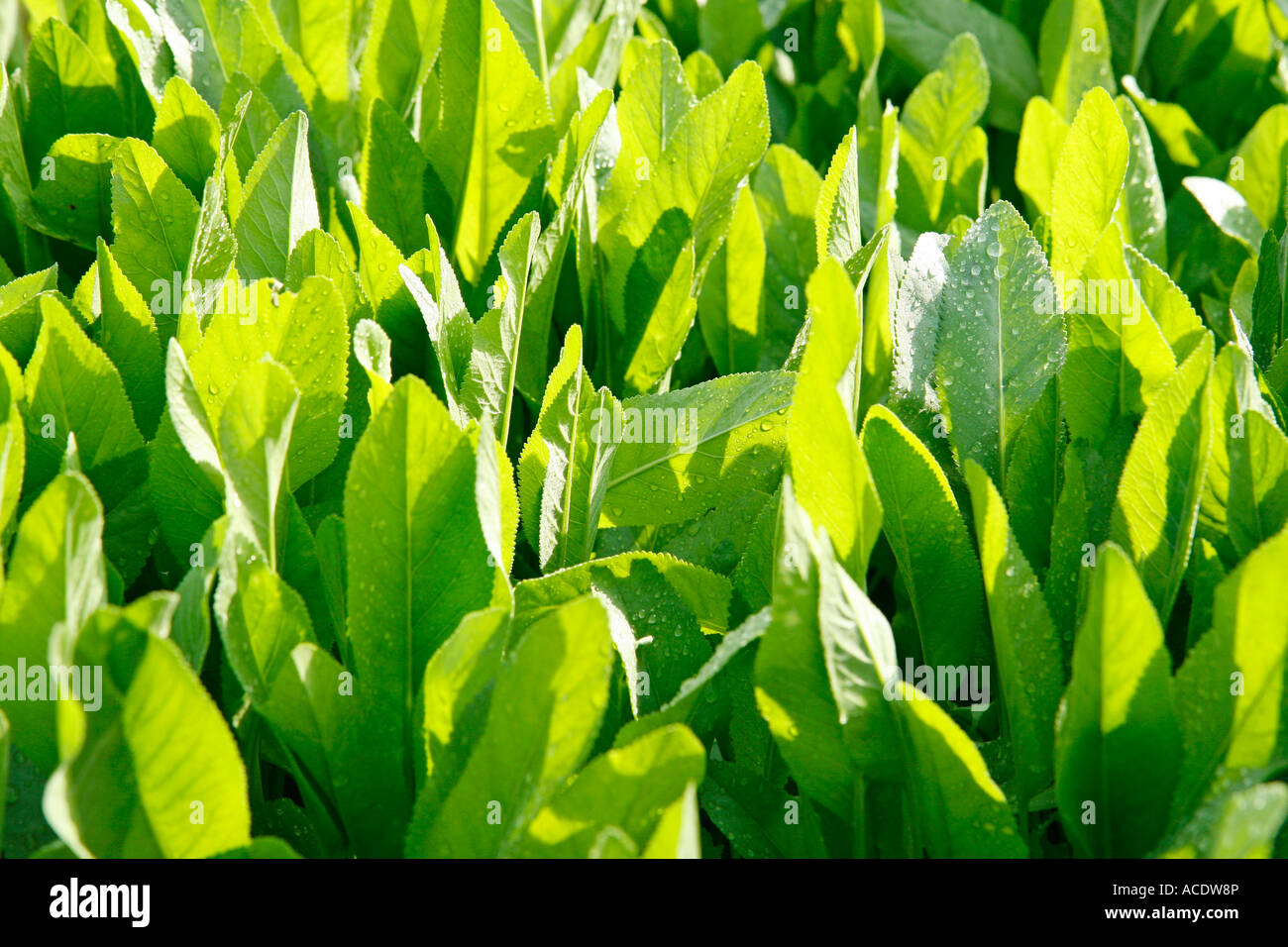 Costmary (Chrysanthemum balsamita Stock Photo Alamy