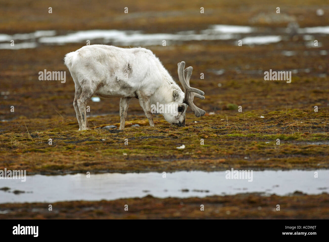 Svalbard Reindeer Rangifer tarandus platyrhynchus Carabou feeding on ...