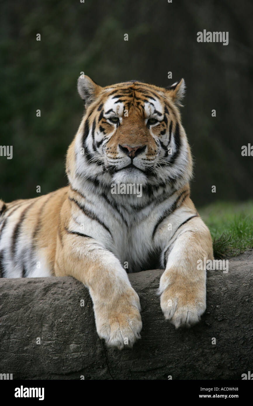 Siberian Tiger - Neofelis tigris Stock Photo