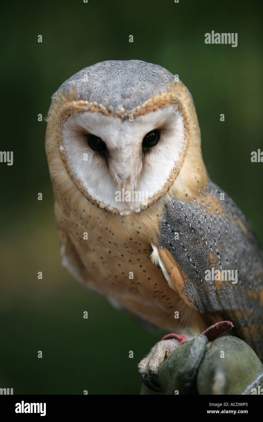 white Barn owl Tyto alba Stock Photo Alamy