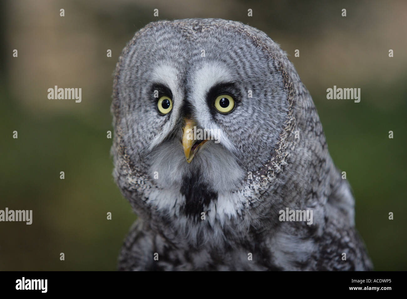 Great grey owl portrait Stock Photo - Alamy