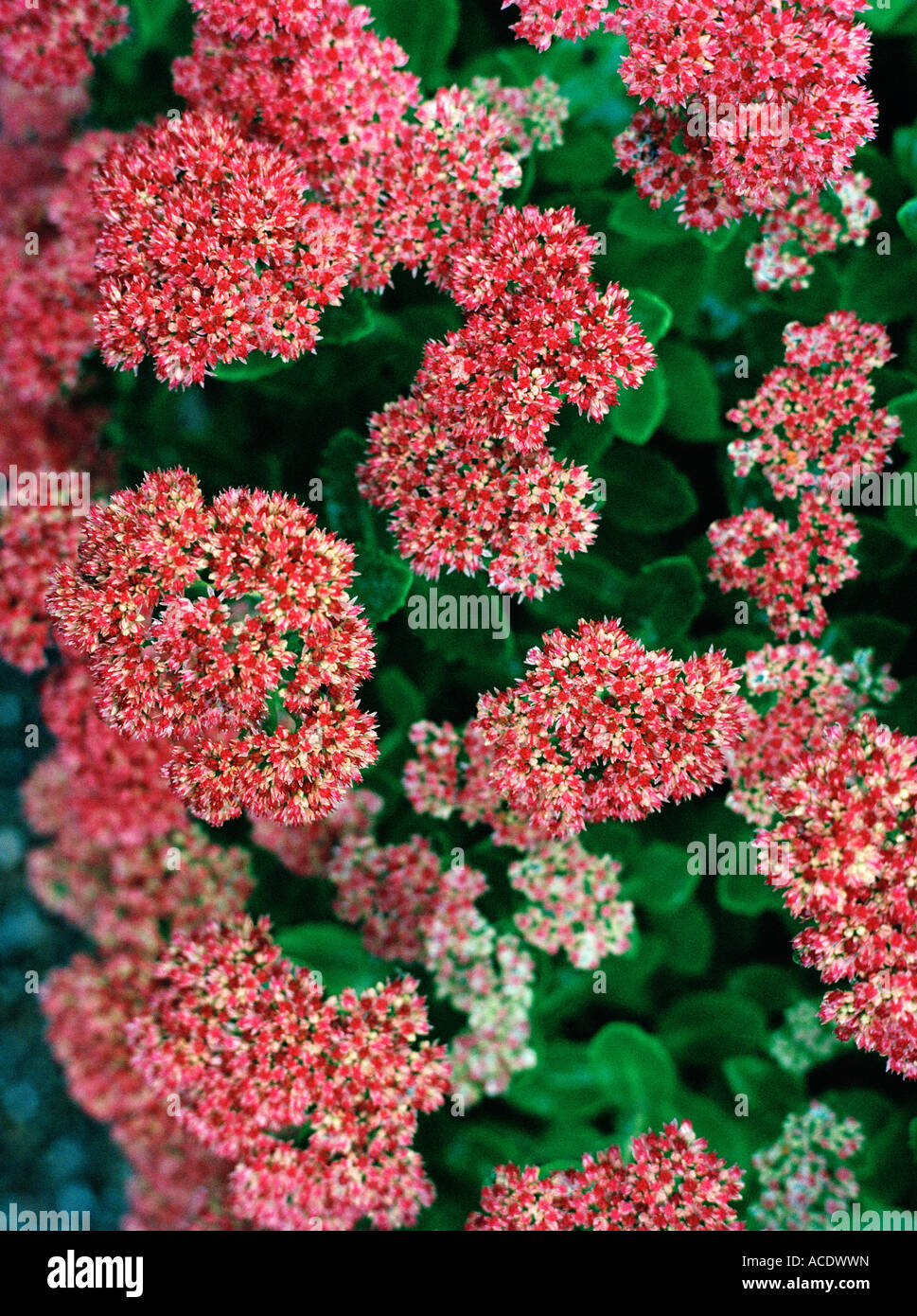 Orpine hi-res stock photography and images - Alamy
