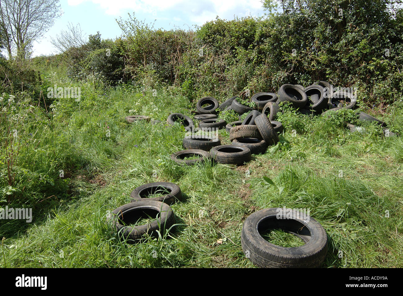Tyres illegally dumped by farm track and hedgerow on farmland in Devon Stock Photo