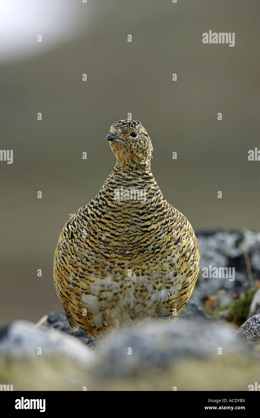 Svalbard Ptarmigan Lagopus lagopus hyperboreus standing amongst some