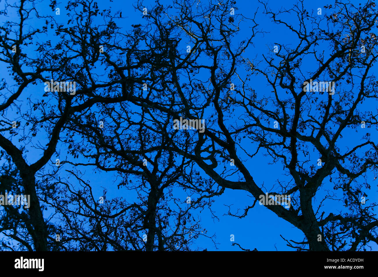Oak Tree Branches against Blue Sky Stock Photo - Alamy