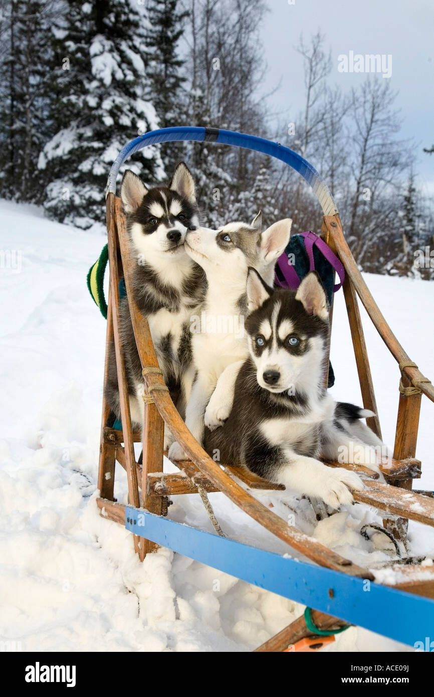 Three Siberian Husky puppies sitting in dog sled in snow Alaska Stock