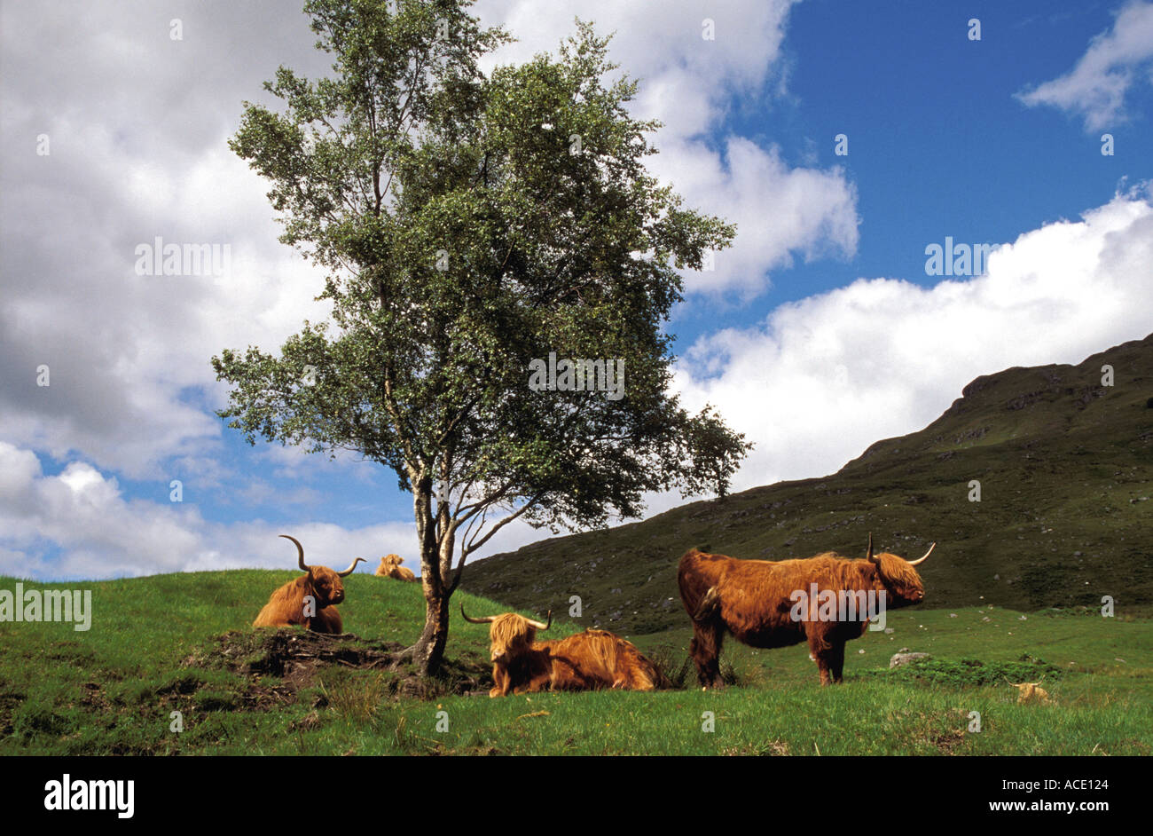 Highland cattle grazing in Scotland UK Stock Photo
