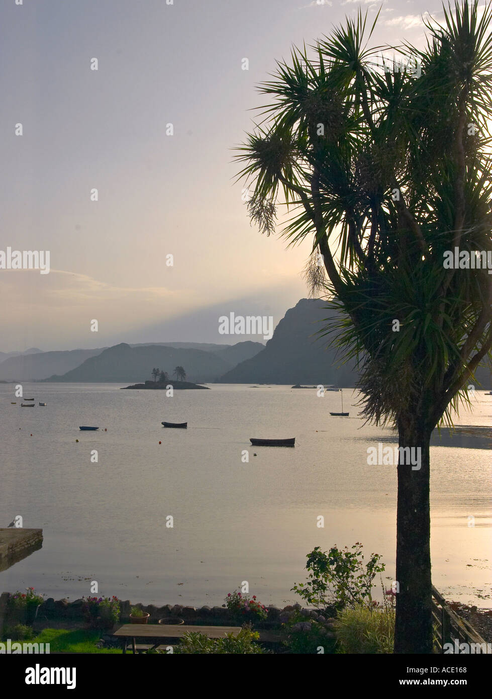 Palm trees at Plockton Stock Photo