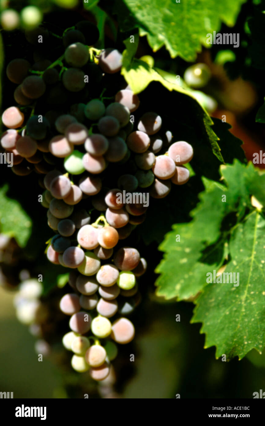 Close up of black grapes on stocks in Burgundy France Stock Photo