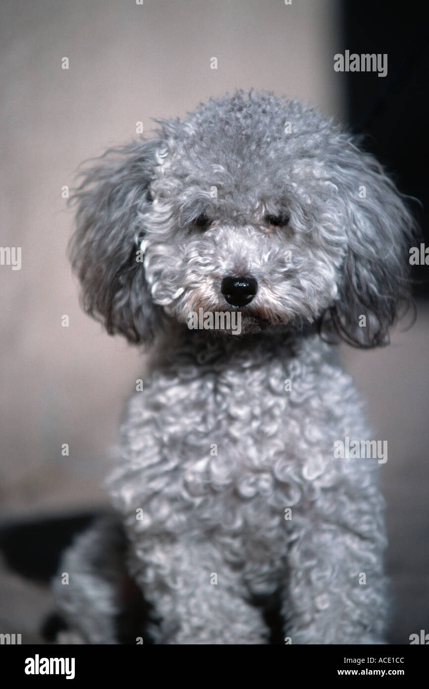 gray poodle
