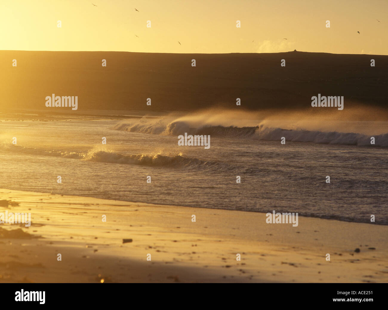 dh Bay of Skaill SANDWICK ORKNEY Sea spray and waves breaking on sandy beach wave coast Scotland seas storm Stock Photo