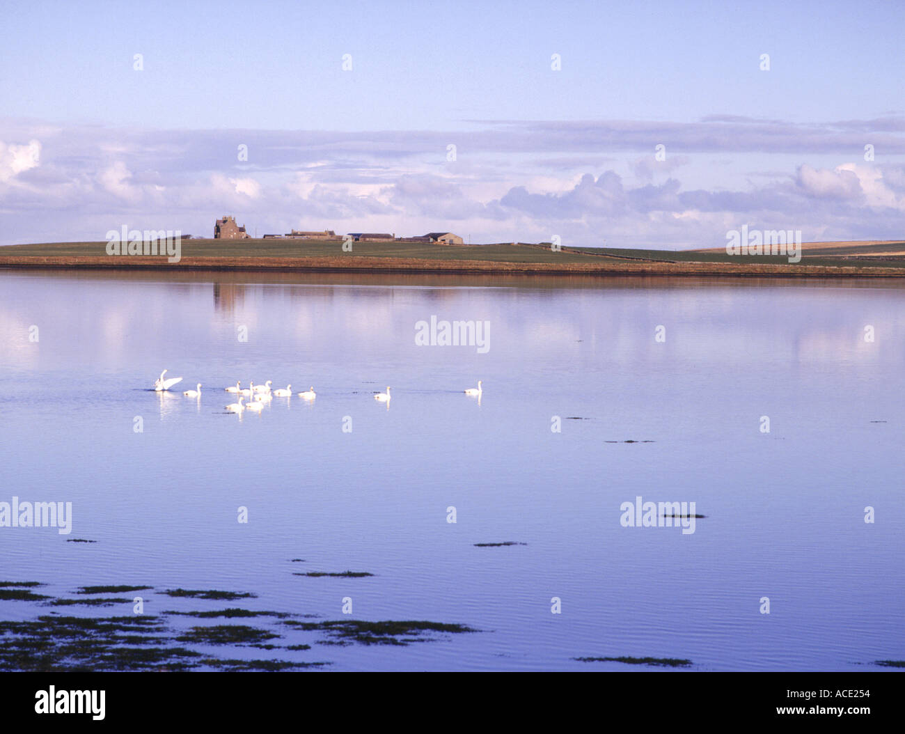 dh St Peters Pool DEERNESS ORKNEY Swans Stock Photo