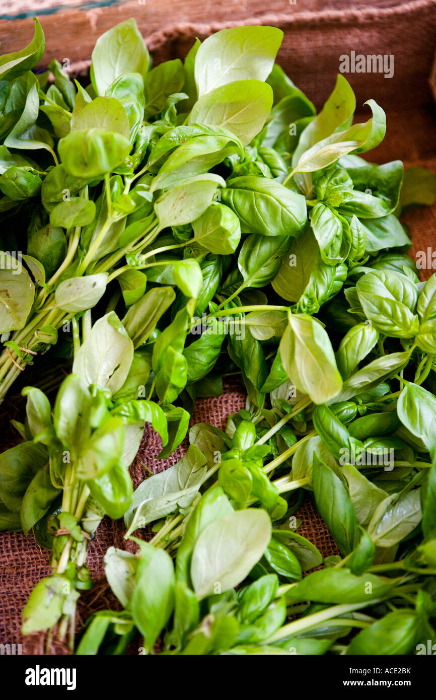 Basyl Fresh basil close-up Stock Photo - Alamy