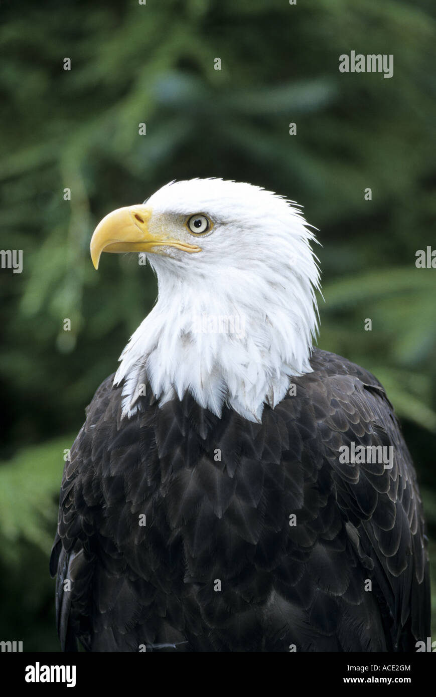 Bald eagle in Alaska USA North America Stock Photo
