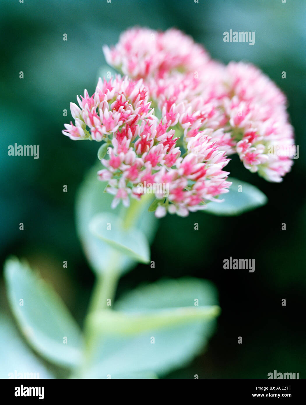 Kalanchoe close-up. Stock Photo