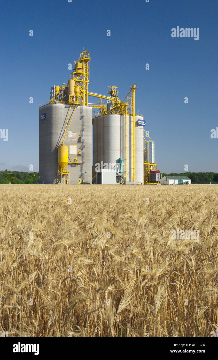 Grain handling facility elevator with ripe wheat field in Manitoba Canada Stock Photo