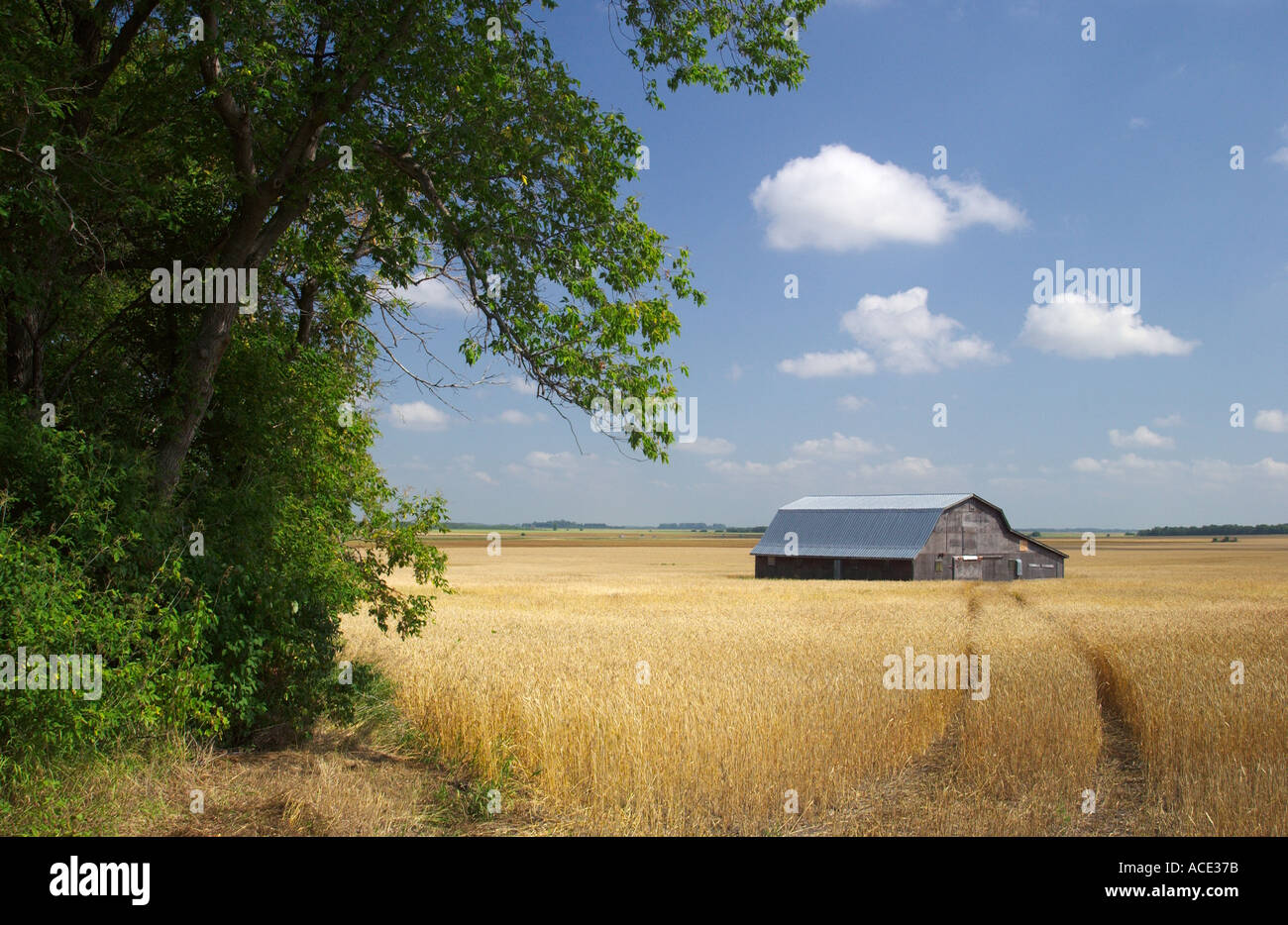 Prairie agriculture views of ripe wheat fields and an old barn in Manitoba Canada Stock Photo