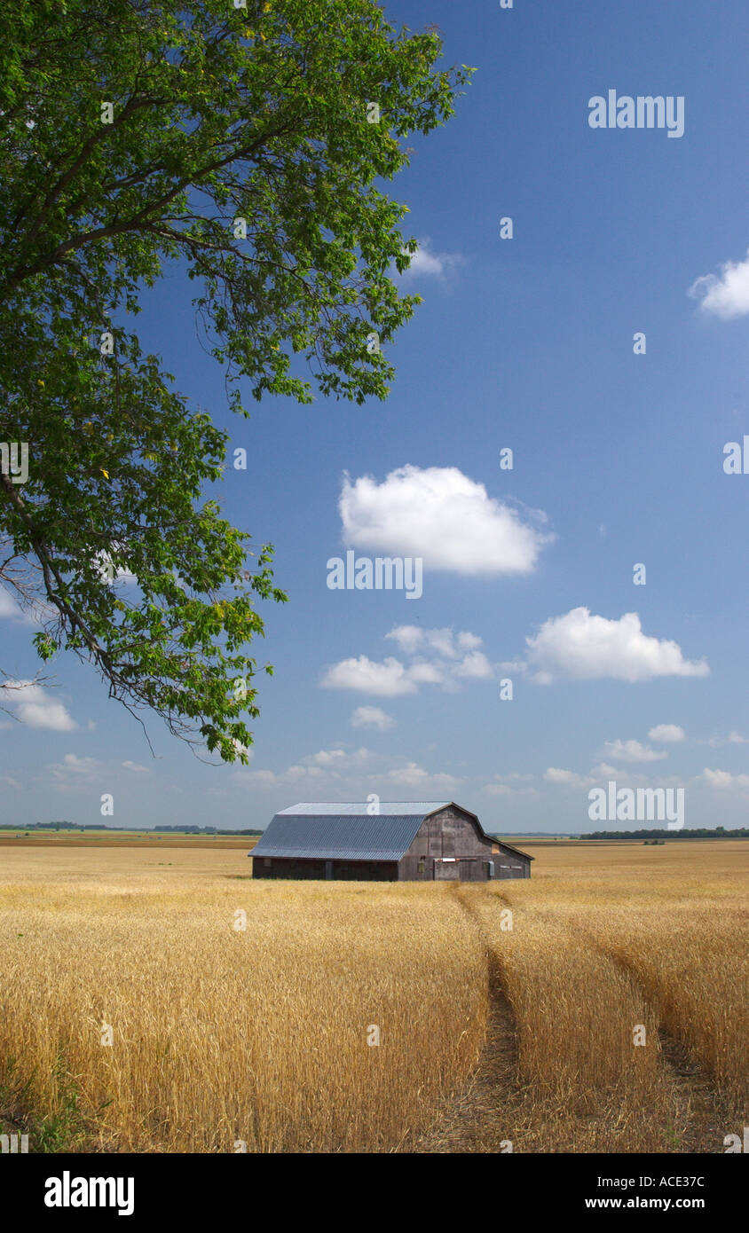 Prairie agriculture views of ripe wheat fields and an old barn in Manitoba Canada Stock Photo