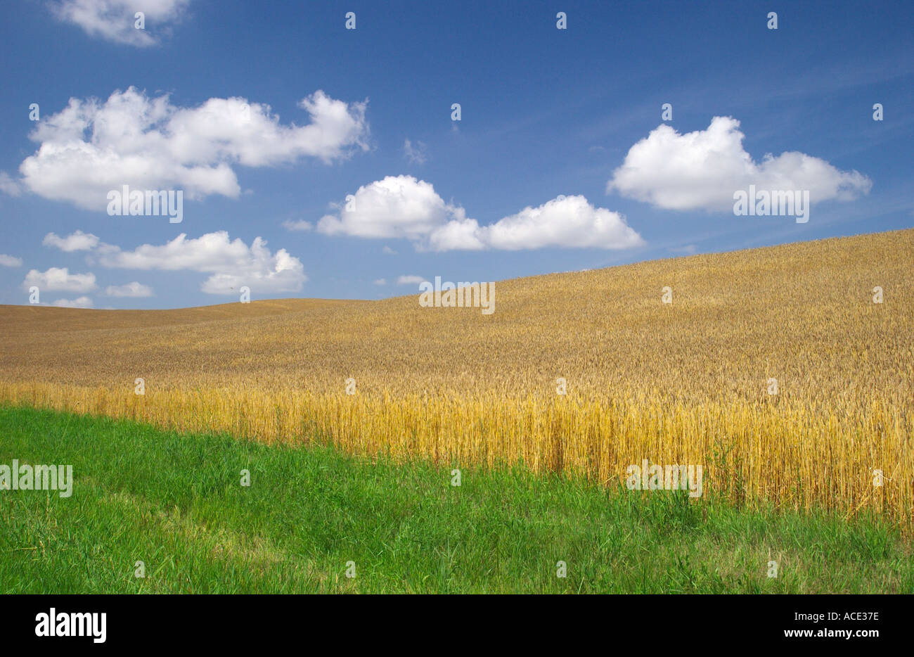Prairie agriculture views of ripe wheat fields in Manitoba Canada Stock Photo