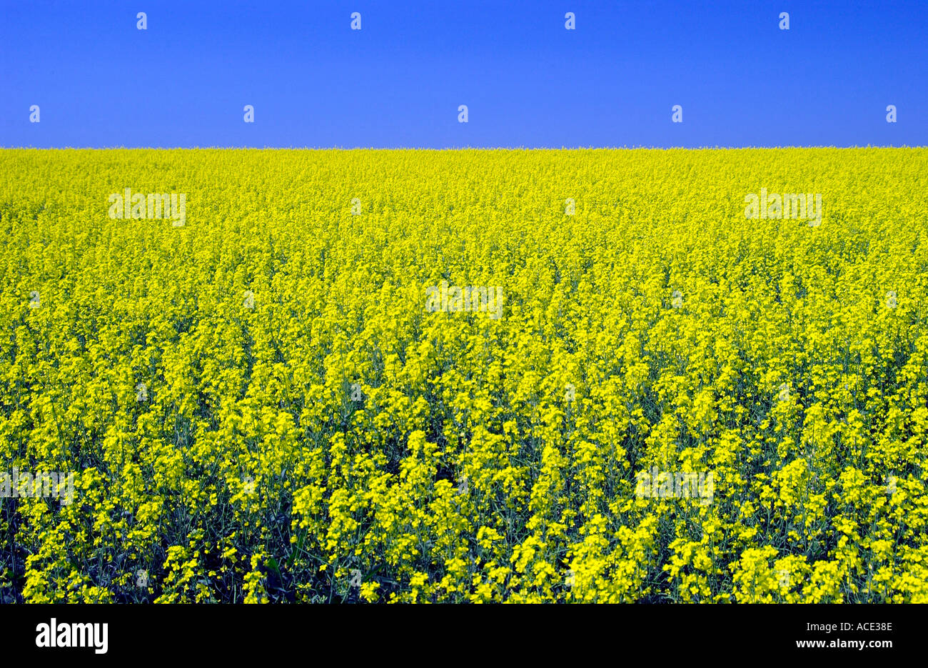 Agriculture scene with blooming canola crop in Manitoba Canada Stock