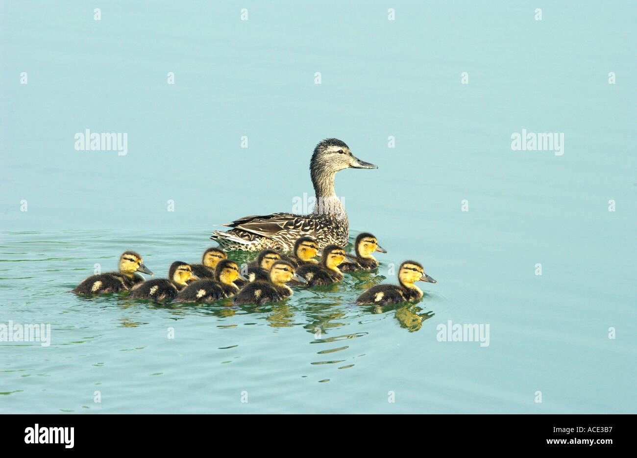 Mallard duck family with female duck and numerous ducklings Stock Photo