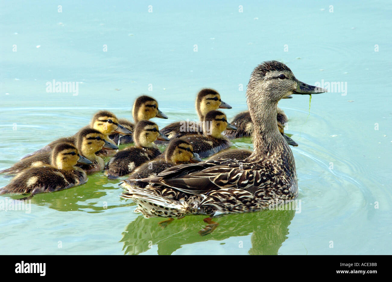 Mallard duck family with female duck and ducklings Stock Photo Alamy