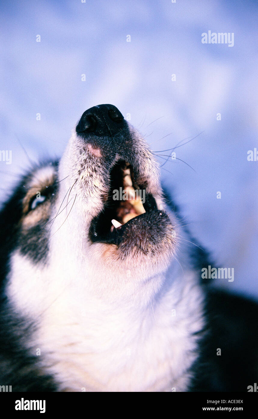 A dog barfing closeup Stock Photo Alamy