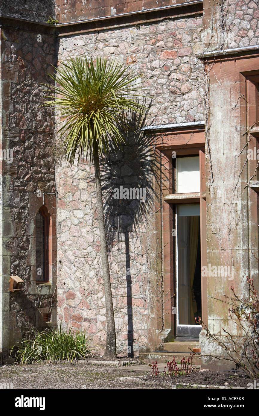 tall palm growing on sunny wall Muncaster Castle Stock Photo