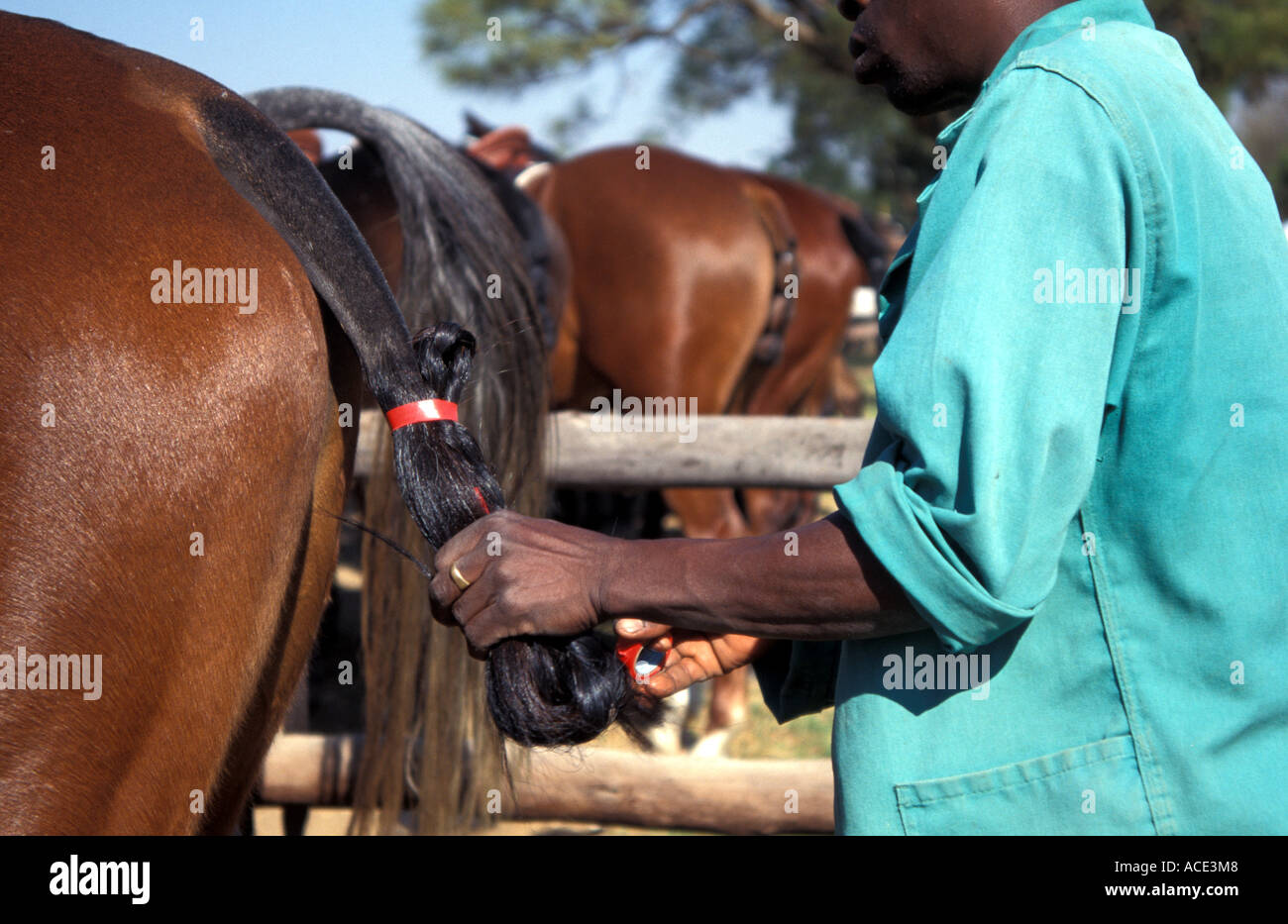 Zimbabwe Polo Groom Platting Stock Photo Alamy