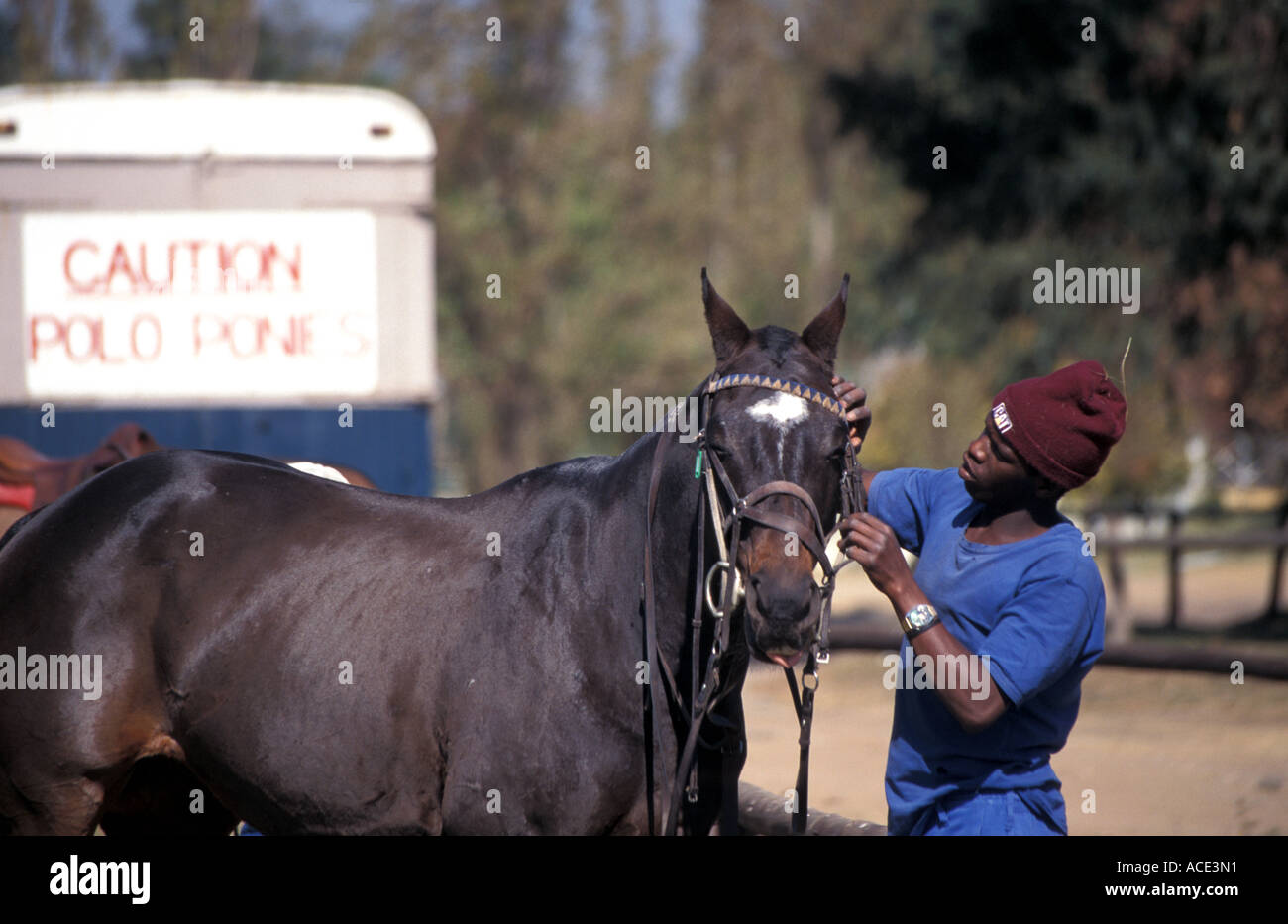 Zimbabwe Polo Groom Stock Photo Alamy