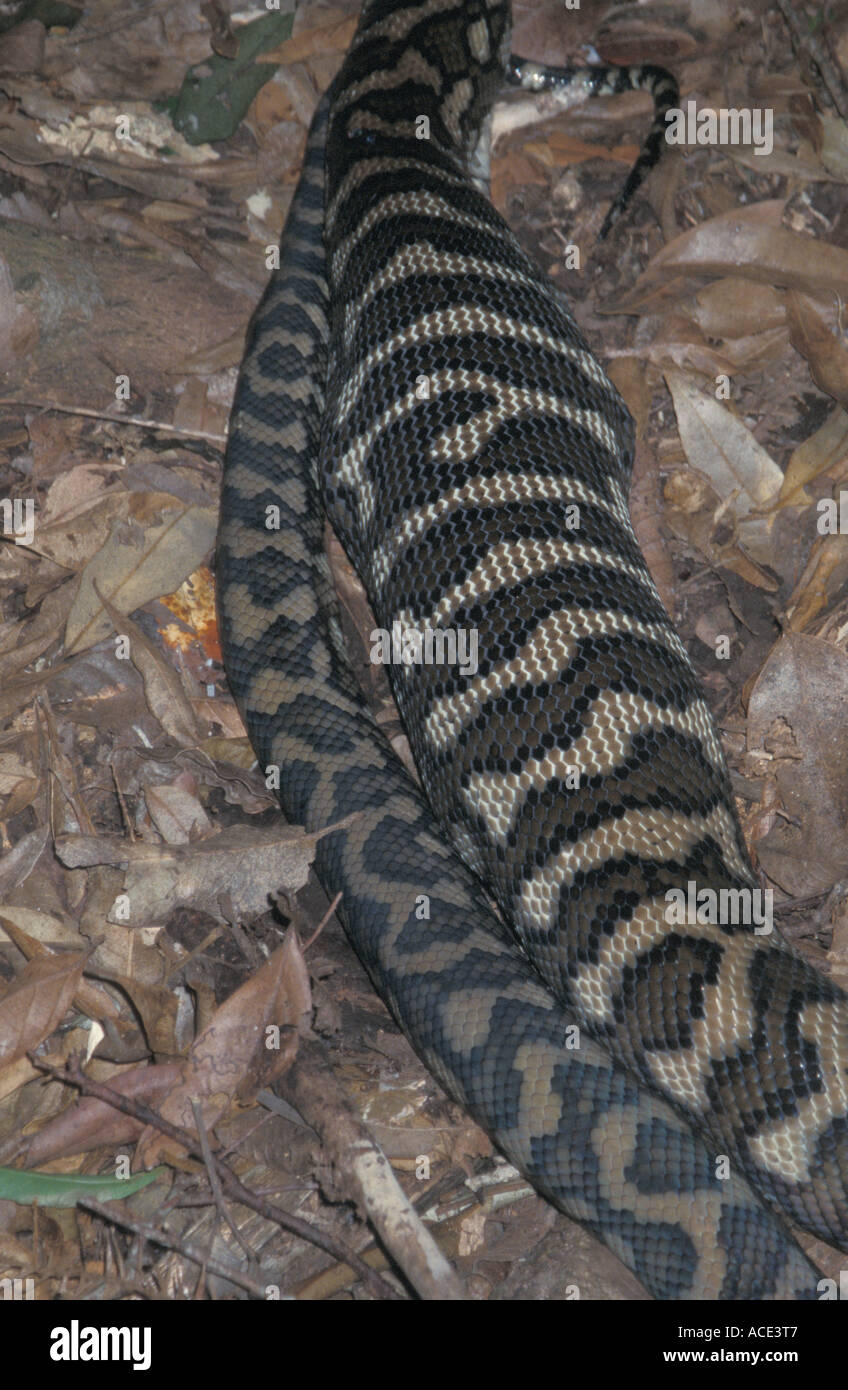 Digesting python hi-res stock photography and images - Alamy