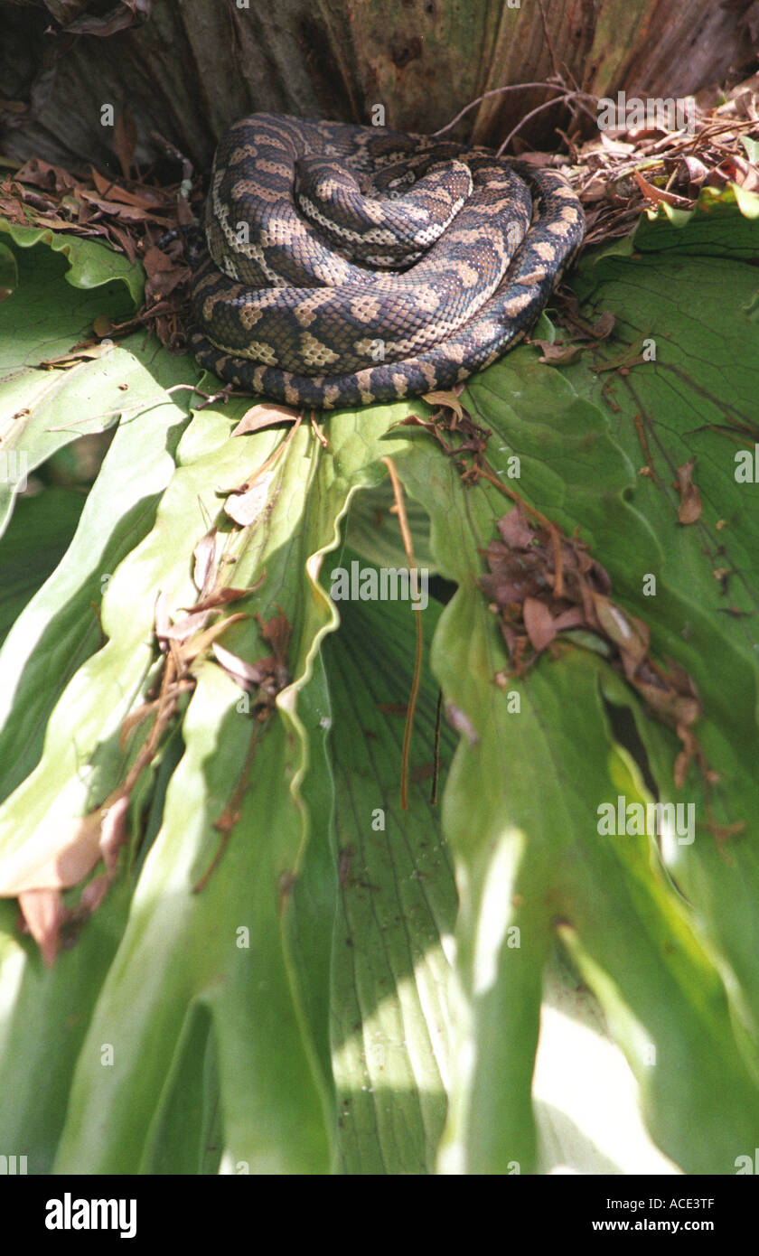 Carpet Python Sleeping In Staghorn Stock Photo Alamy