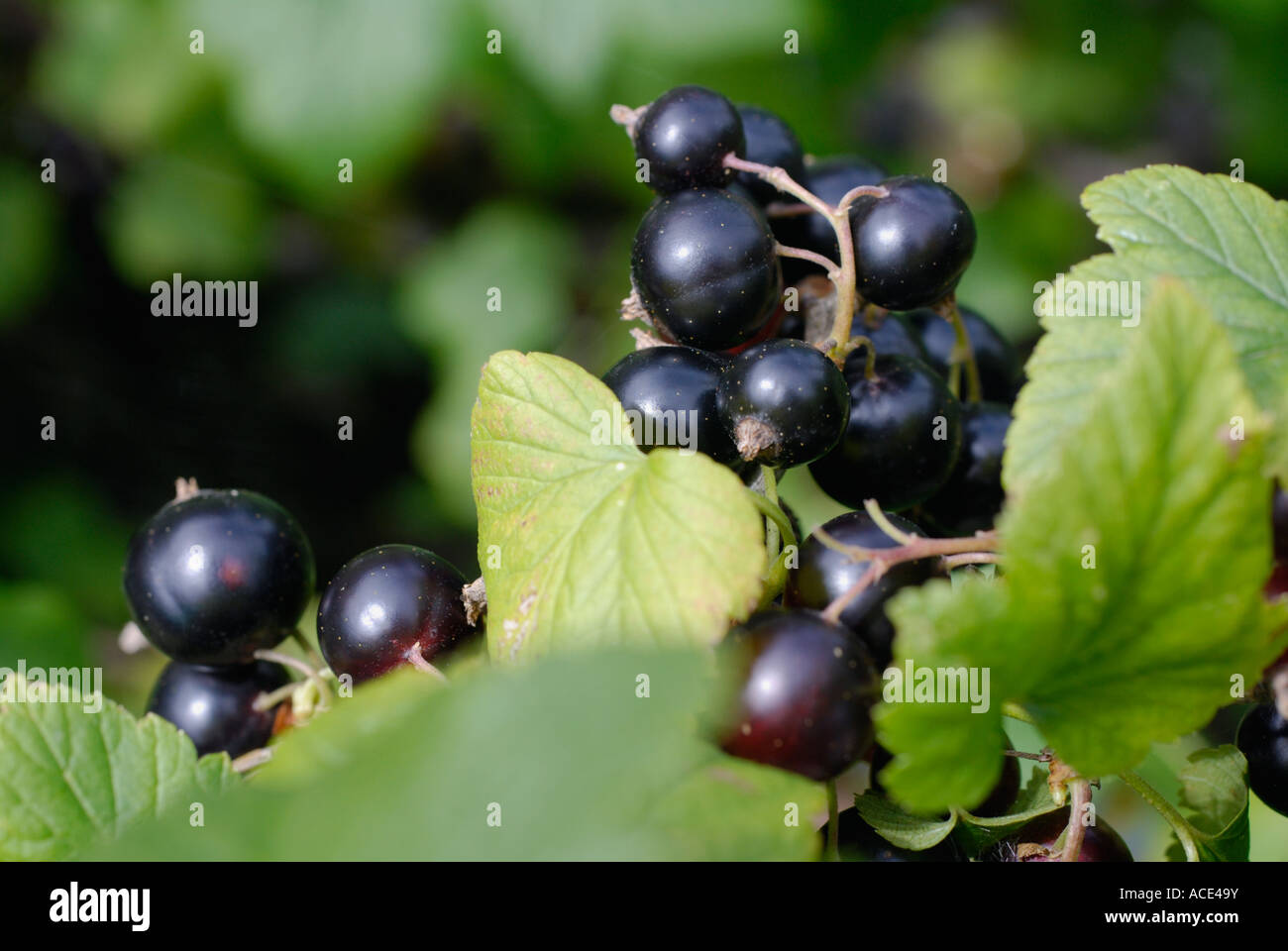 Blackcurrants Stock Photo