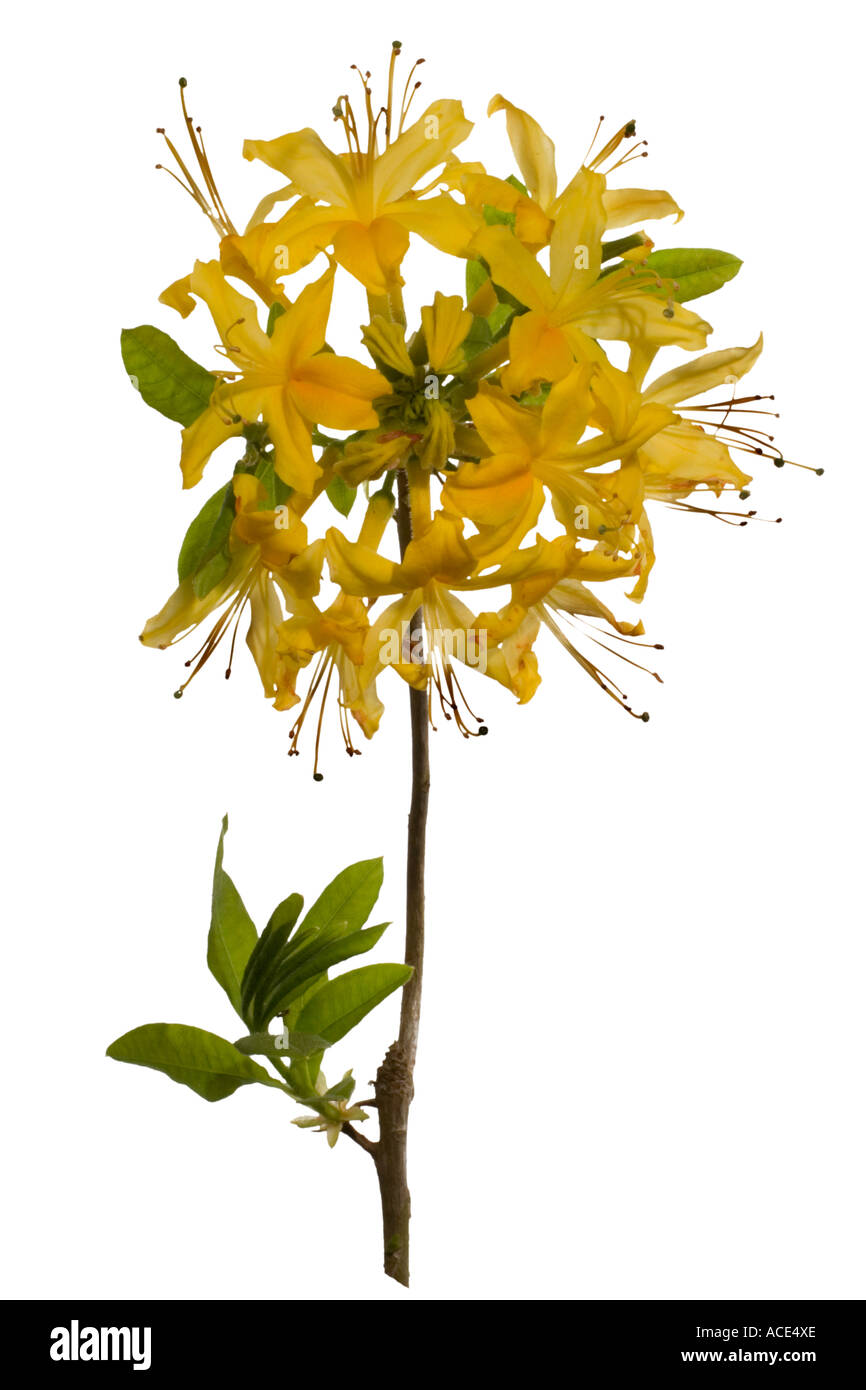 Rododendron Cut Out Stock Images & Pictures Alamy