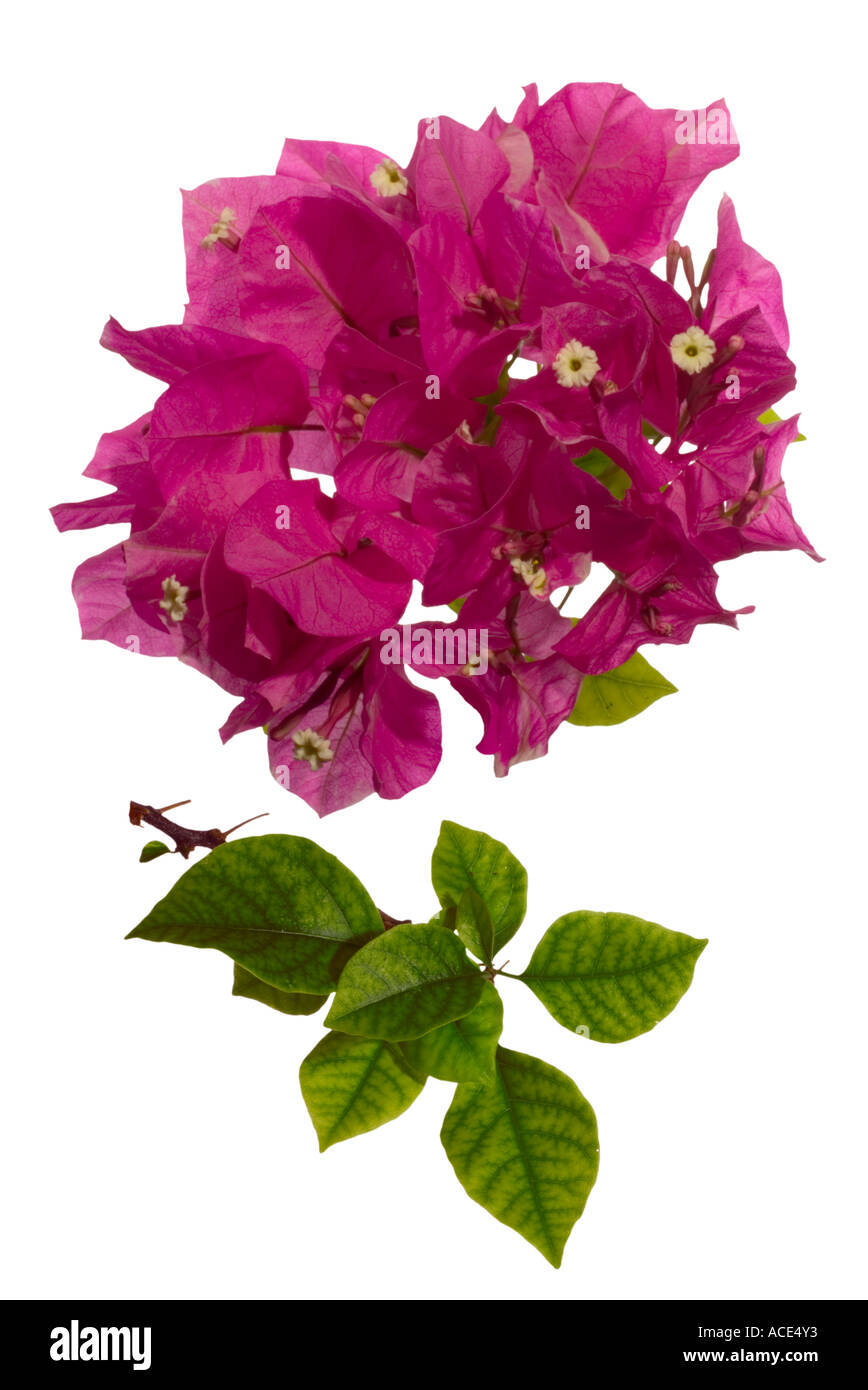Bougainvillea. Flower cluster Leaves Surrey England May Stock Photo Alamy