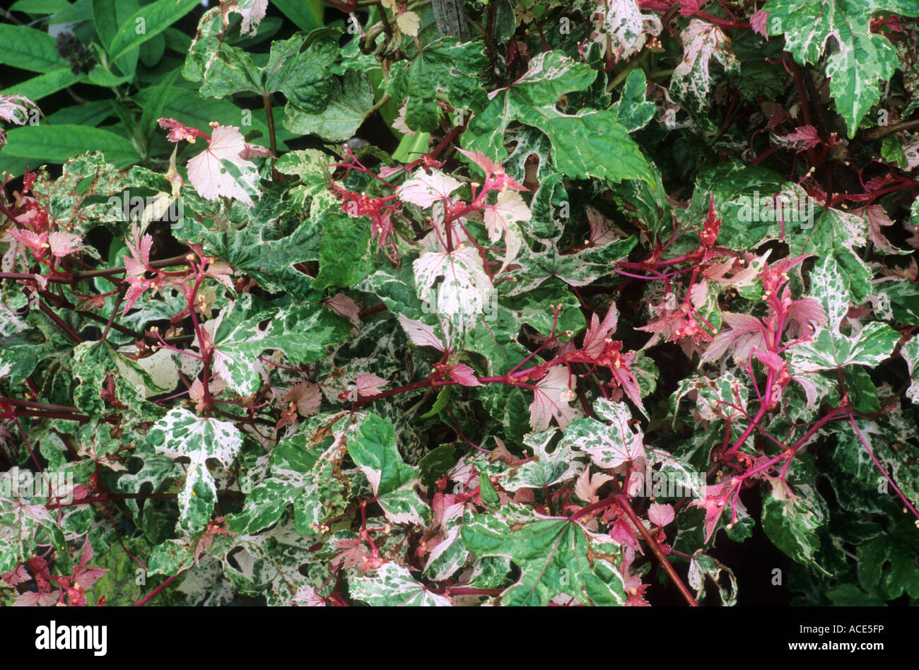 Ampelopsis brevipedunculata 'Elegans', foliage, leaf plant, garden plants Stock Photo