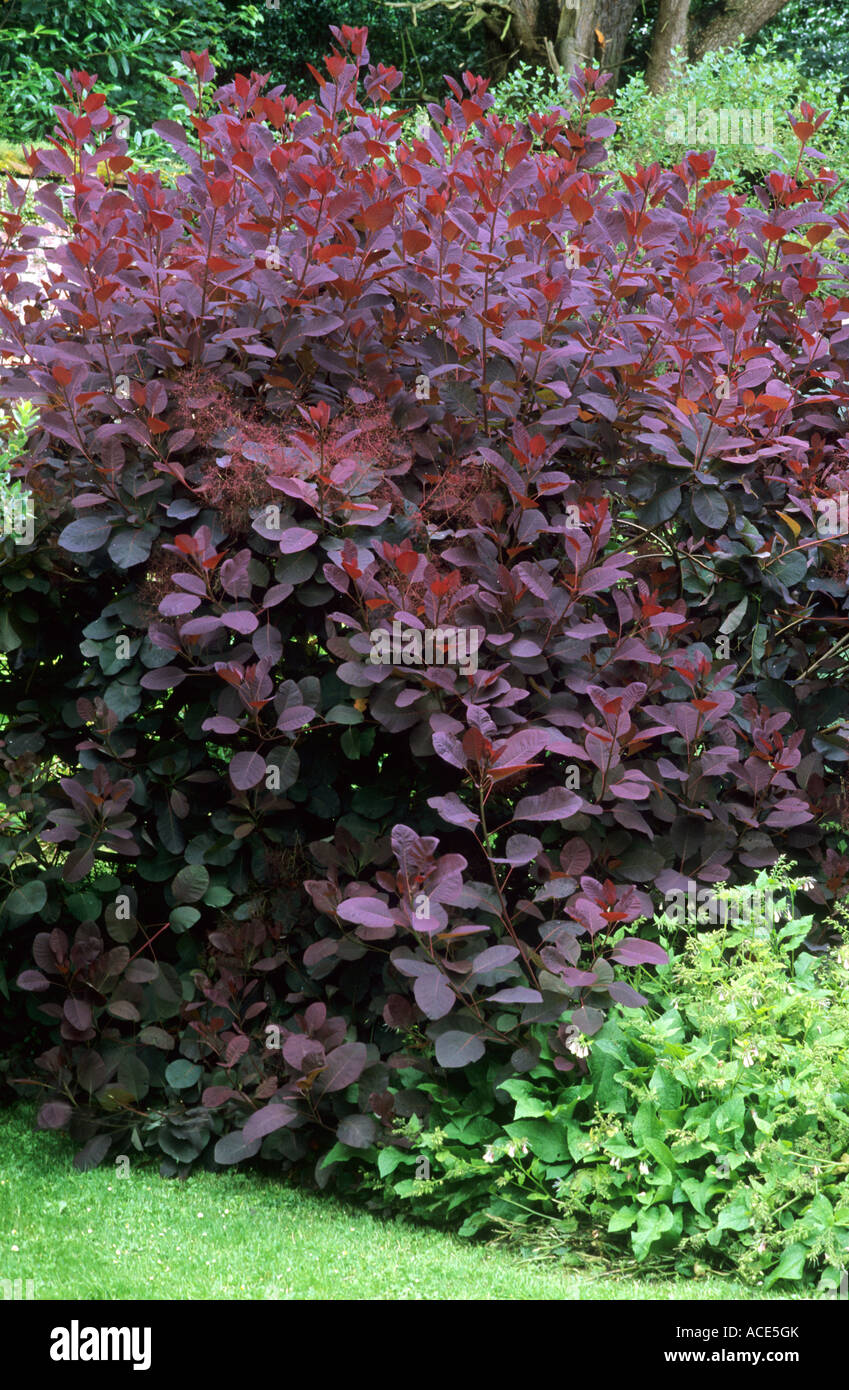 Cotinus 'Grace', whole tree, dark purple foliage, garden plant, smoke bush trees garden plant plants Stock Photo