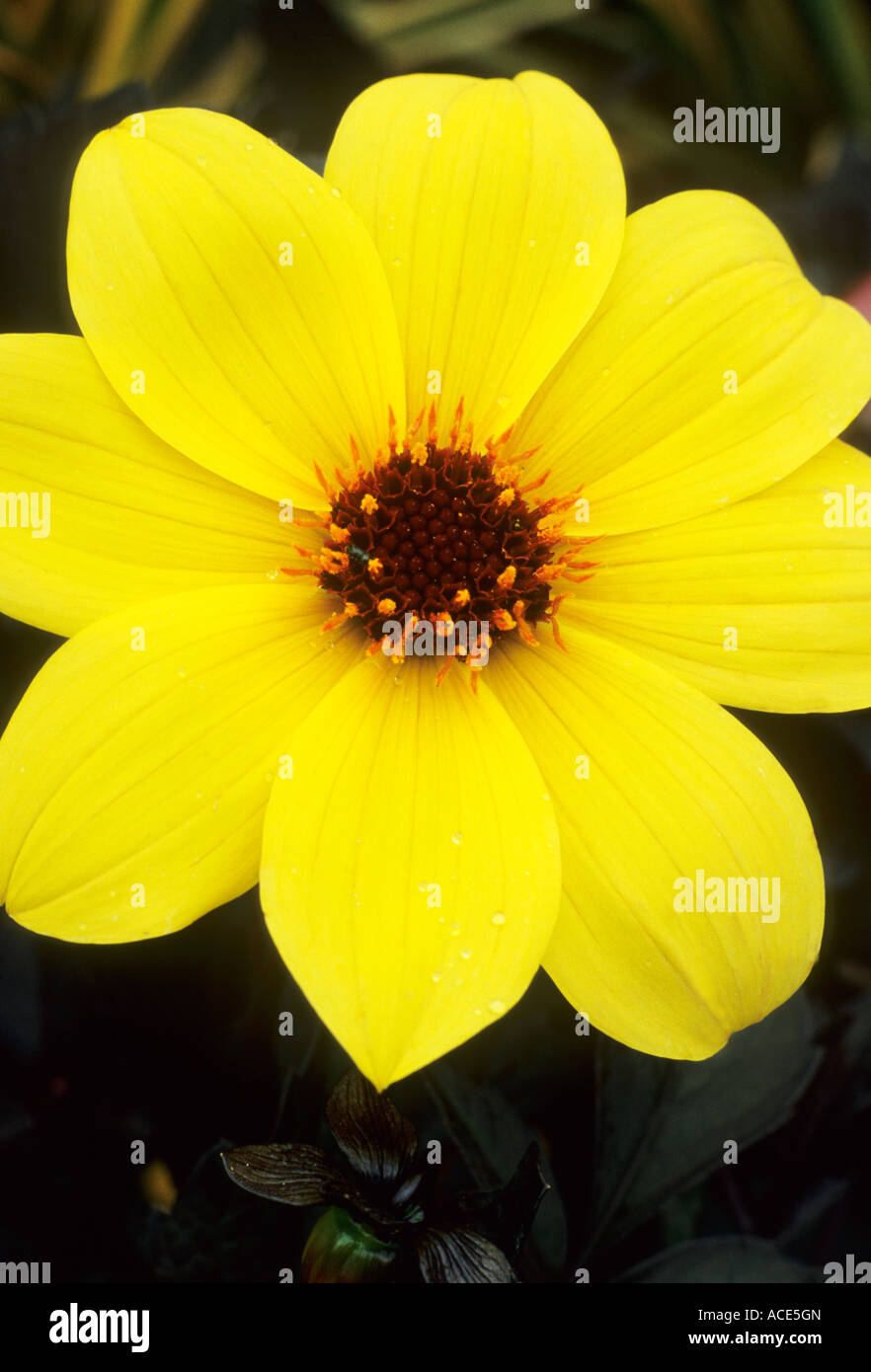 Dahlia 'Knockout', dahlias yellow flower flowers garden plant plants Stock Photo