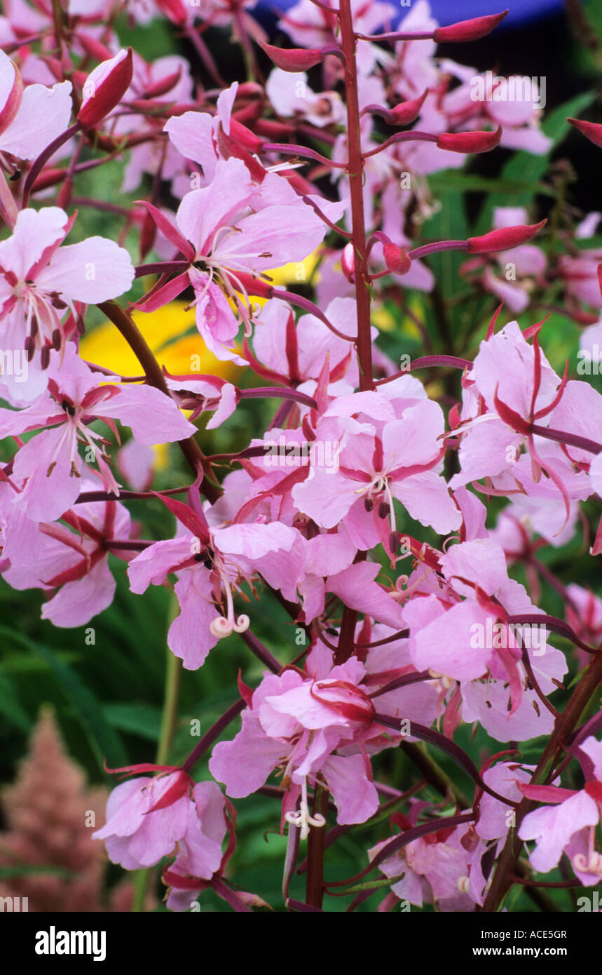 Epilobium angustifolium 'Stahl Rose', Willow herb, rosebay, pink flower, garden plant plants flowers epilobiums Stock Photo