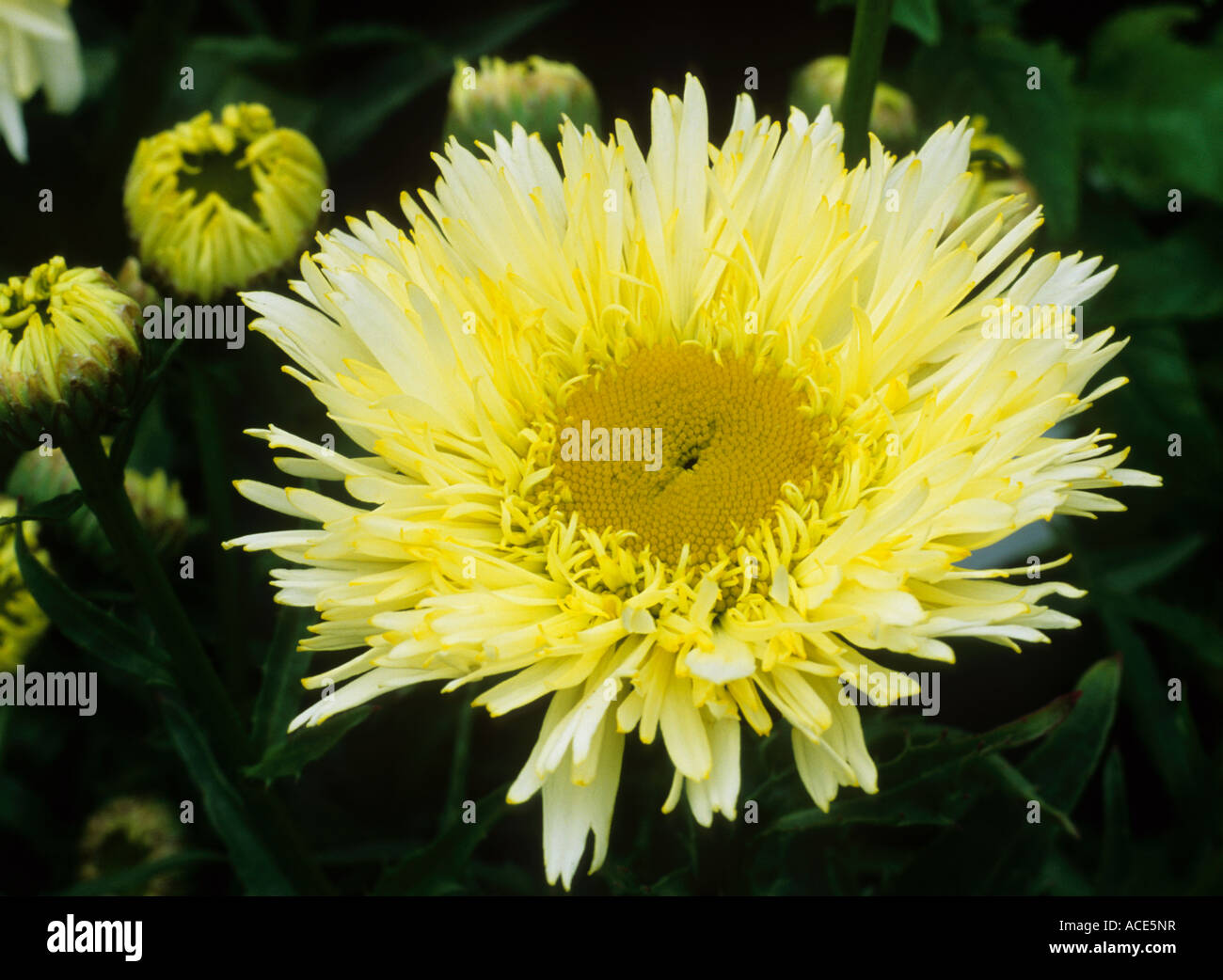 Leucanthemum x superbum 'Goldrausch' syn. Goldrush, yellow flower flowers, garden plant Stock Photo
