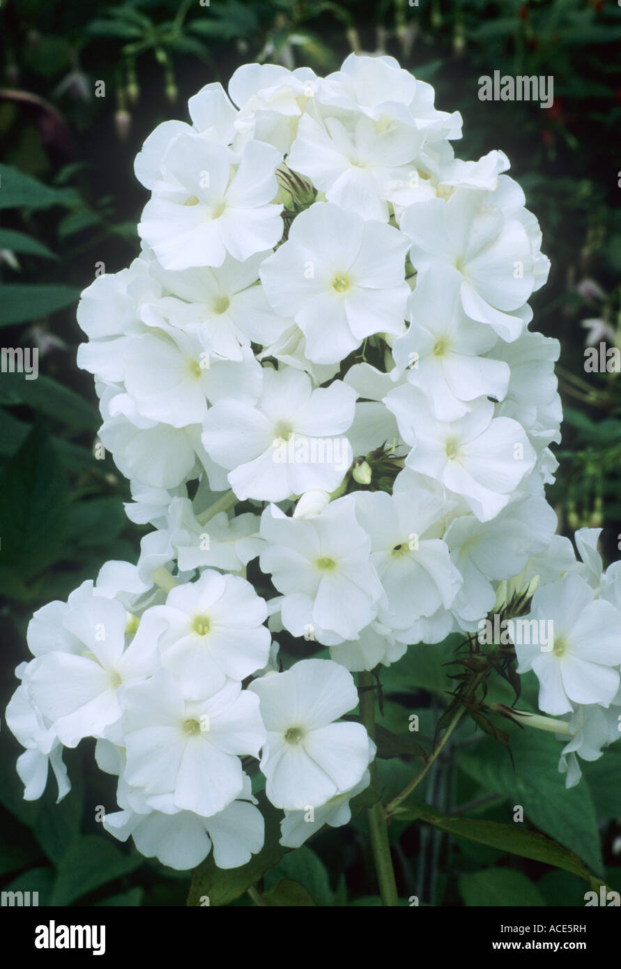 Phlox paniculata White Admiral Stock Photo