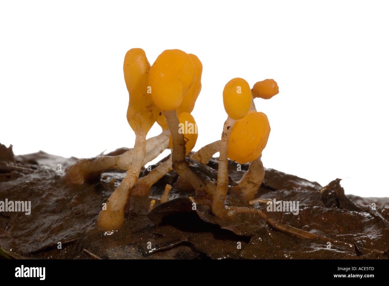 Aquatic fungi hires stock photography and images Alamy